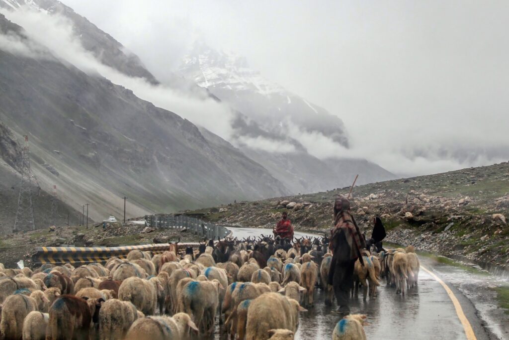 Road Blockades by Sheep