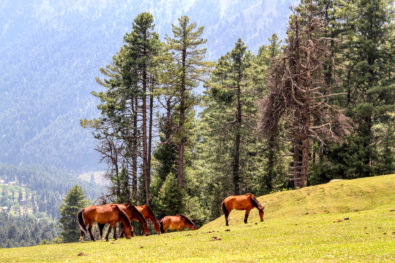 Horses grazing on a green hillside in Dabyan Valley near Pahalgam, surrounded by pine forests and mountain slopes.