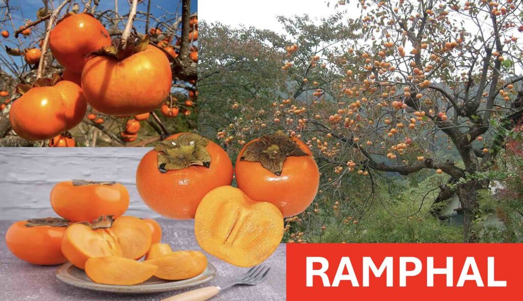 Ramphal (Annona reticulata) fruit in a Delhi market basket
