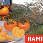 Ramphal (Annona reticulata) fruit in a Delhi market basket