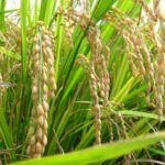 India–US rice trade dispute analysis