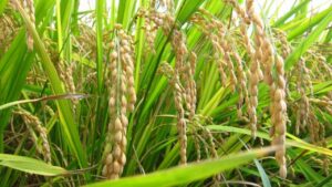 India–US rice trade dispute analysis