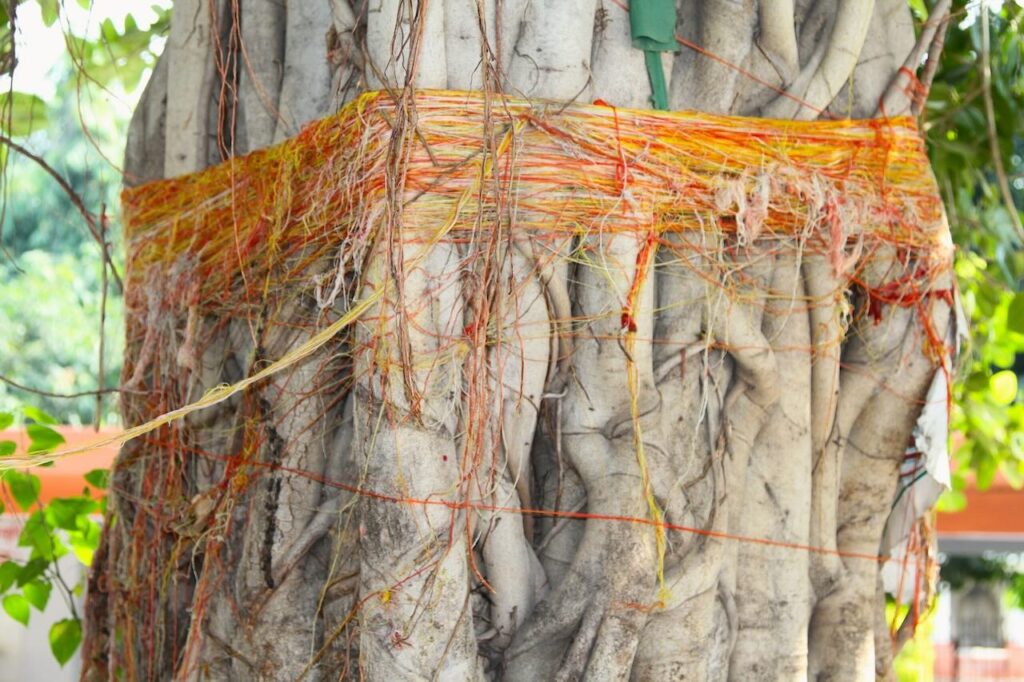 Sacred banyan tree worshipped by devotees inside the Gorakhnath Temple complex in Gorakhpur, India.