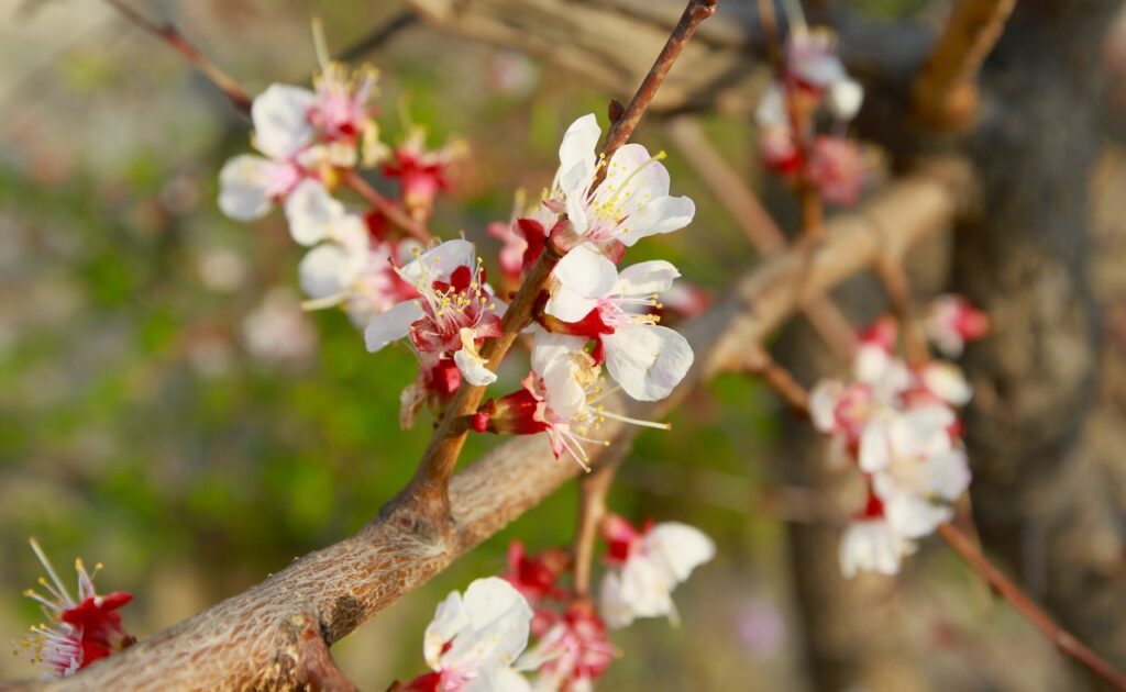 Cherry blossoms close-up against The Great Wall of China at Mutianyu