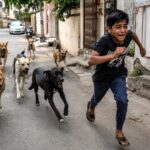 A frightened boy runs through an Indian urban residential colony while a group of aggressive stray dogs chase him on a neighborhood street.