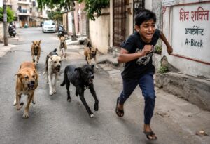 A frightened boy runs through an Indian urban residential colony while a group of aggressive stray dogs chase him on a neighborhood street.